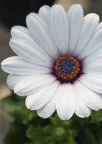 white flower