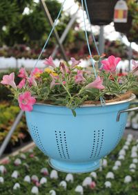 hanging flowers